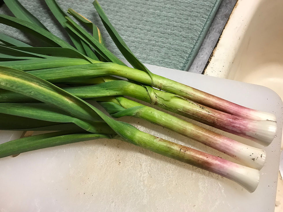 Thumbnail: Perennial California Garlic (1 Set of 20 Starters)