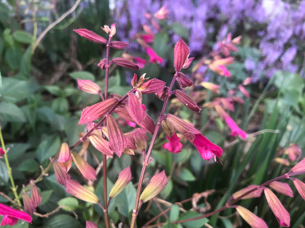 Thumbnail: Salvia Wendy's Wish Starter Plant