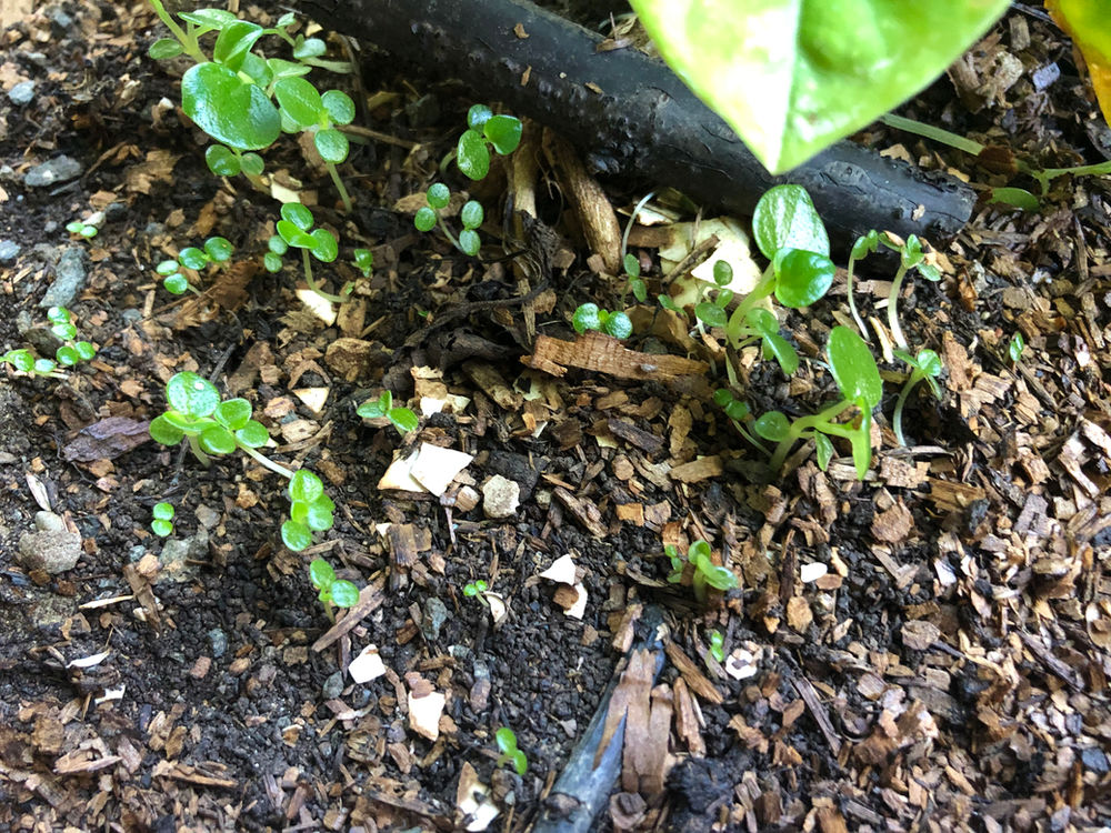 Bizarre Herb Crab Claw Herb Peperomia pellucida (rau cang cua; pepper