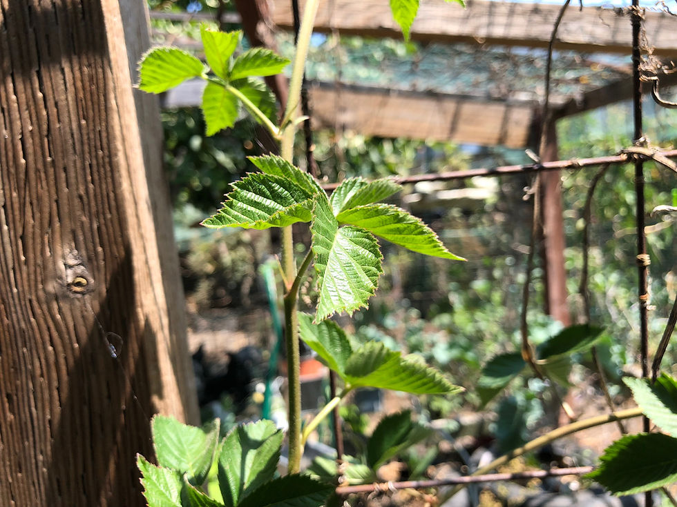 Thumbnail: Perennial Tripple Crown Thornless Blackberry