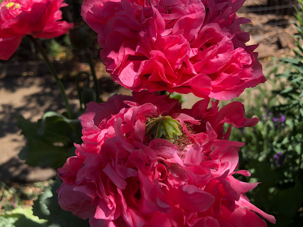Thumbnail: Papaver hybridum 'Pink Heirloom' Seeds