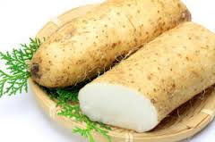 Mountain Yam / Nagaimo (Dioscorea opposita)