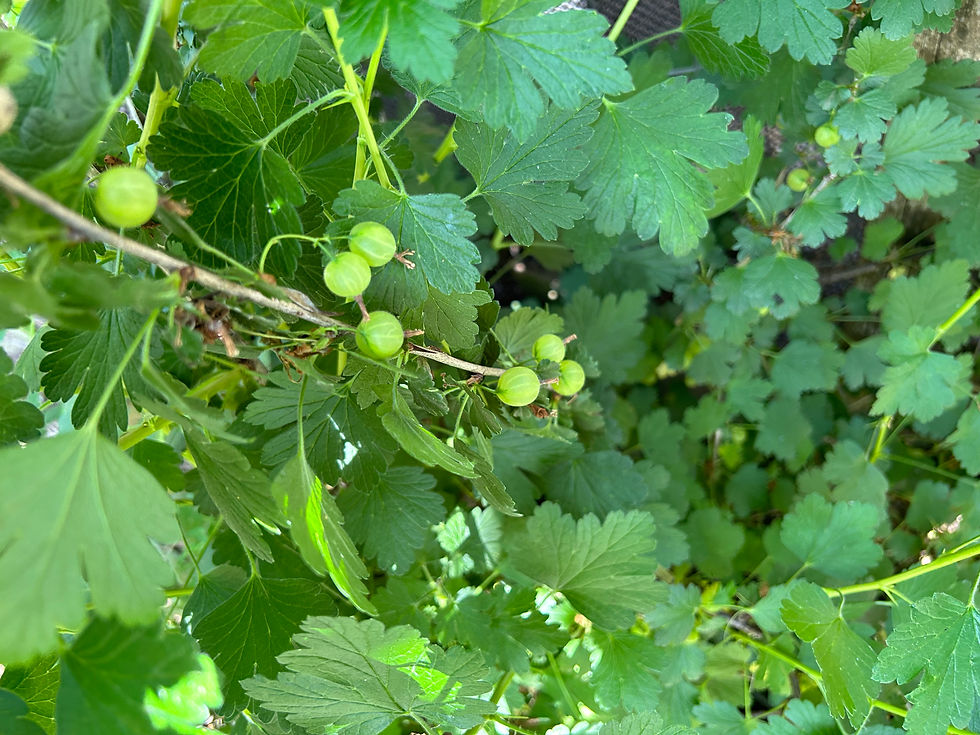Thumbnail: Perennial Hinnomaki Red Gooseberry