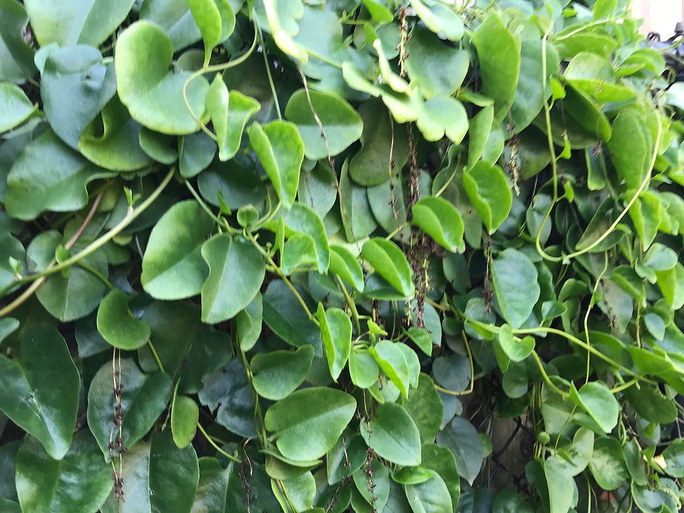 Thumbnail: Madeira-Vine Anredera cordifolia Tuber (1 Set of 3 Tubers)