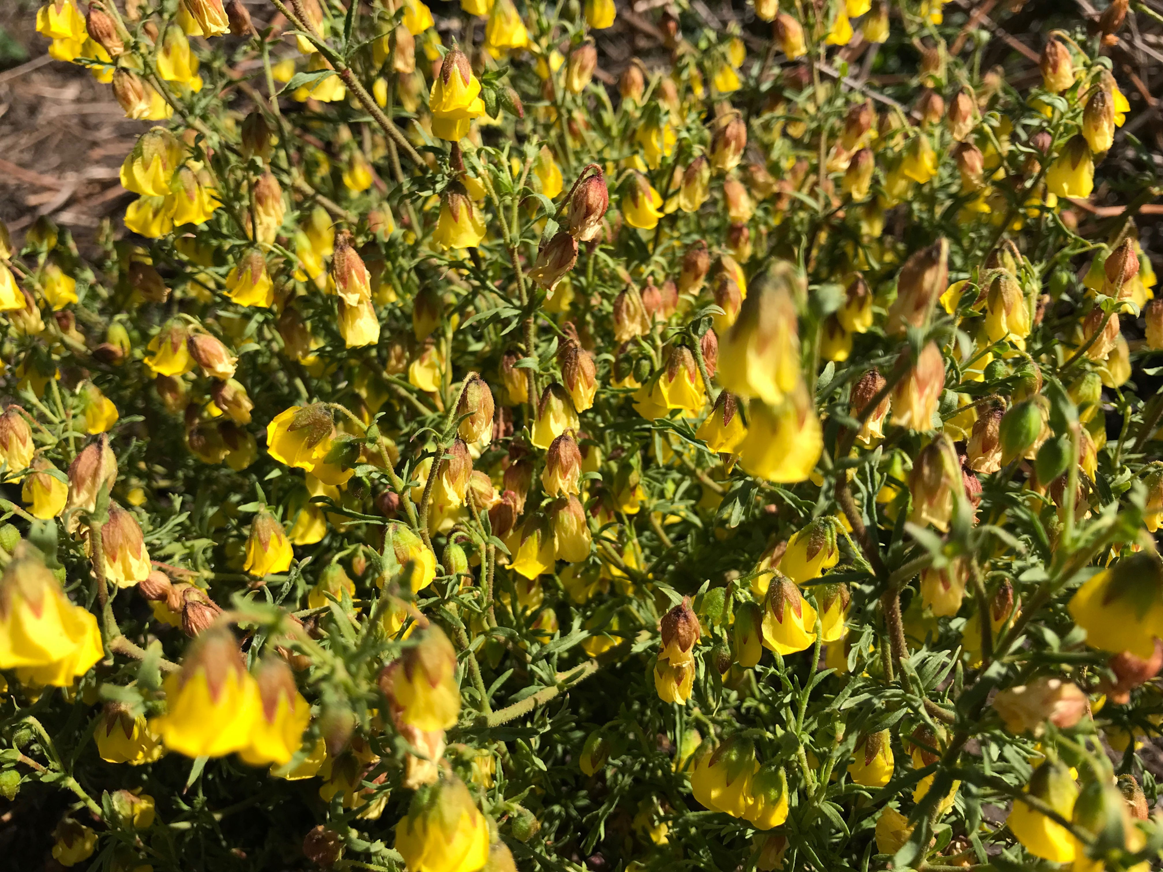 Honey bell Hermannia verticillata Seeds