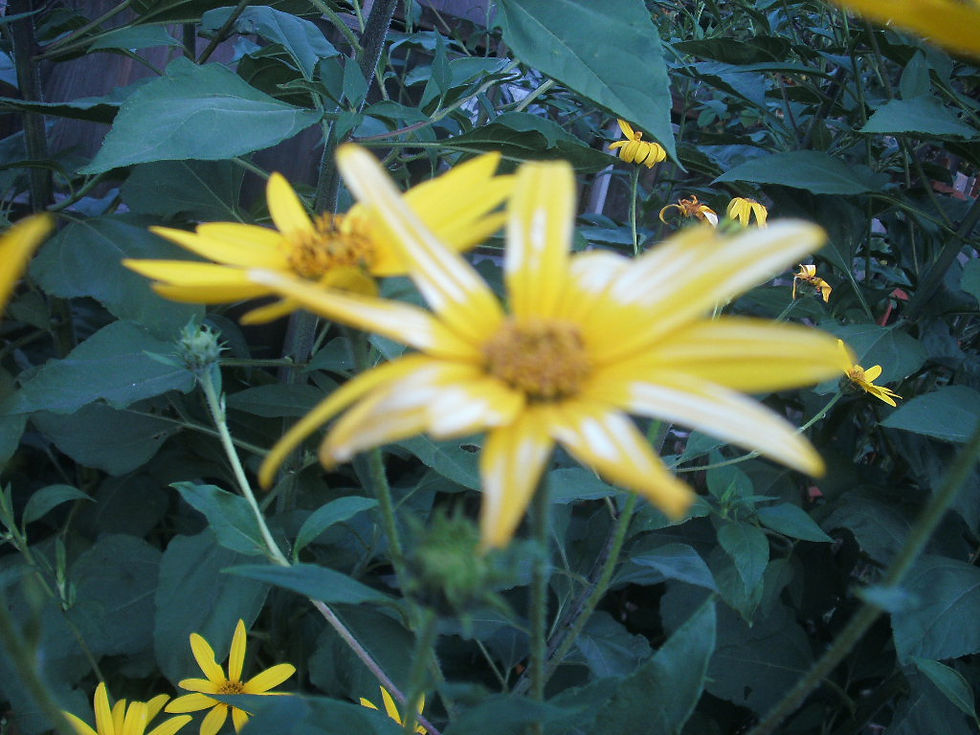 Thumbnail: 1 Starter Plant of Sunchok - helianthus tuberosus
