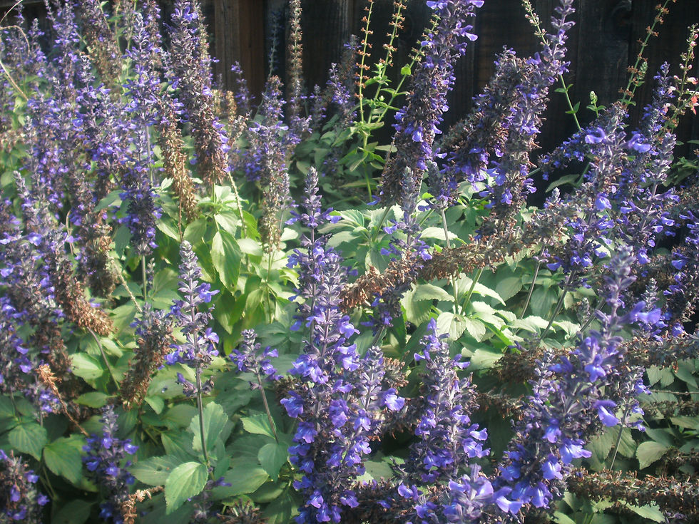 Thumbnail: Salvia Mystic Spires Blue Starter Plant