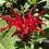 Thumbnail: Bee Balm Monarda didyma Jacob Cline Plant