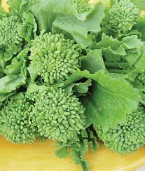 S086X01. Broccoli Raab (Rapini) | the-clayton-farm