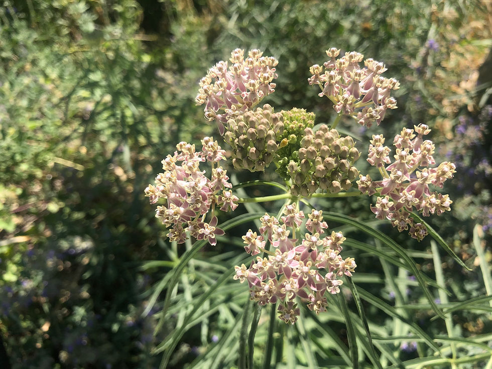 Thumbnail: Asclepias fascicularis, California Narrowleaf Milkweed Starter Plant