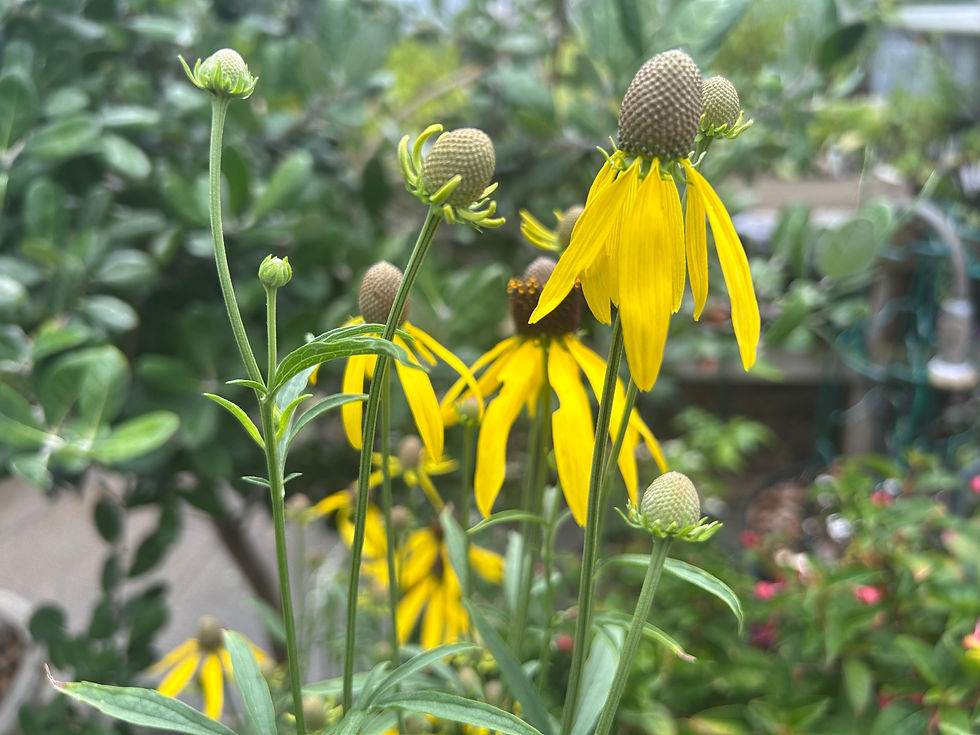 Thumbnail: Perennial Yellow Coneflower Ratibida Pinnata Flower
