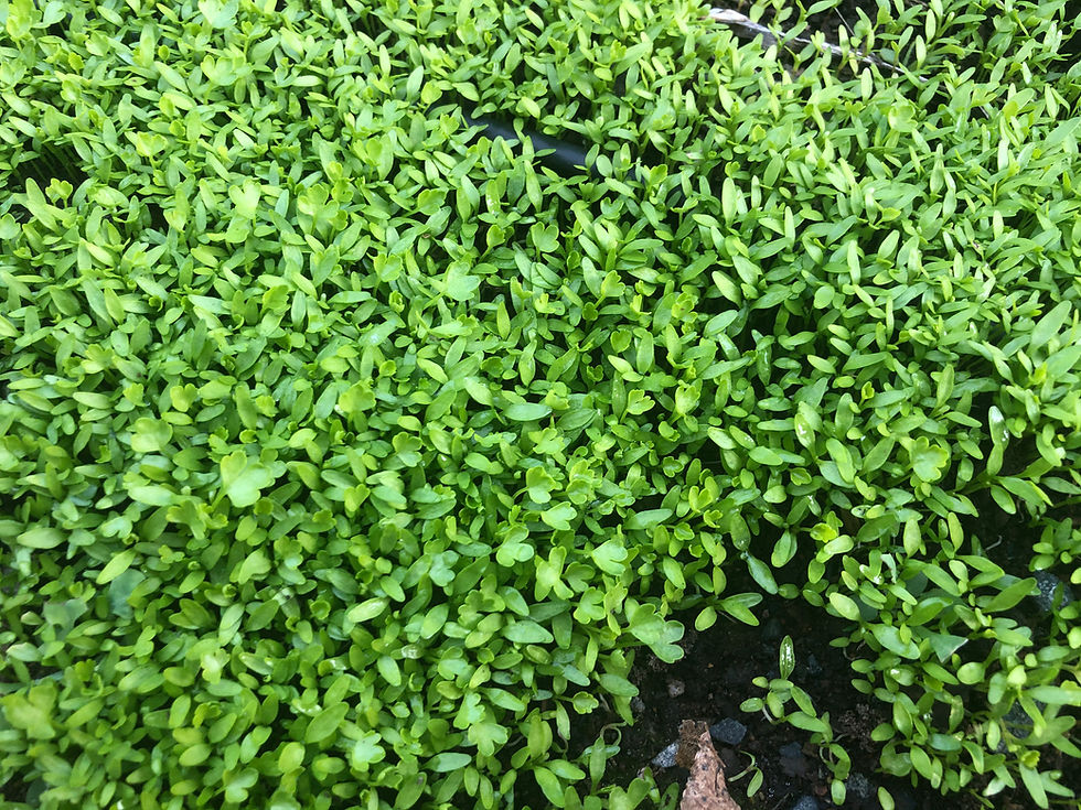 Thumbnail: Shanghai Golden Hearted Celery