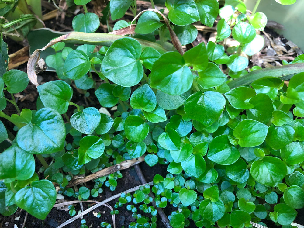 Bizarre Herb Crab Claw Herb Peperomia pellucida (rau cang cua; pepper