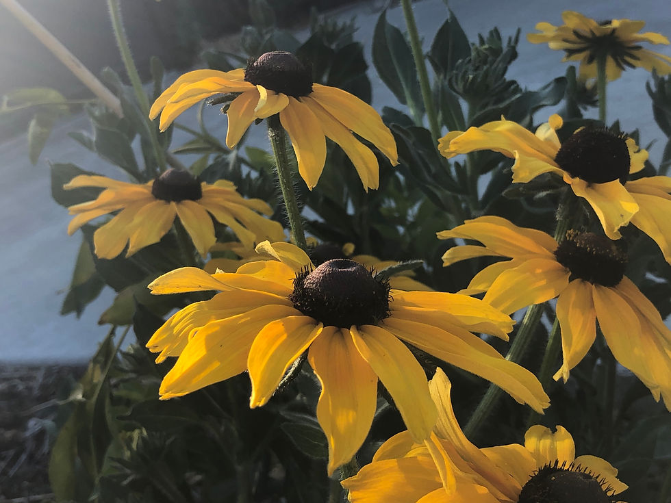 Thumbnail: Rudbeckia Black Eyed Susan Starter Plant