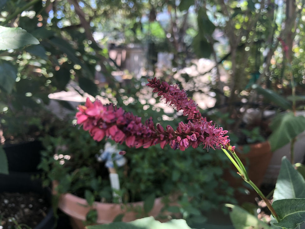 Thumbnail: Persicaria amplexicaulis Summer Dance