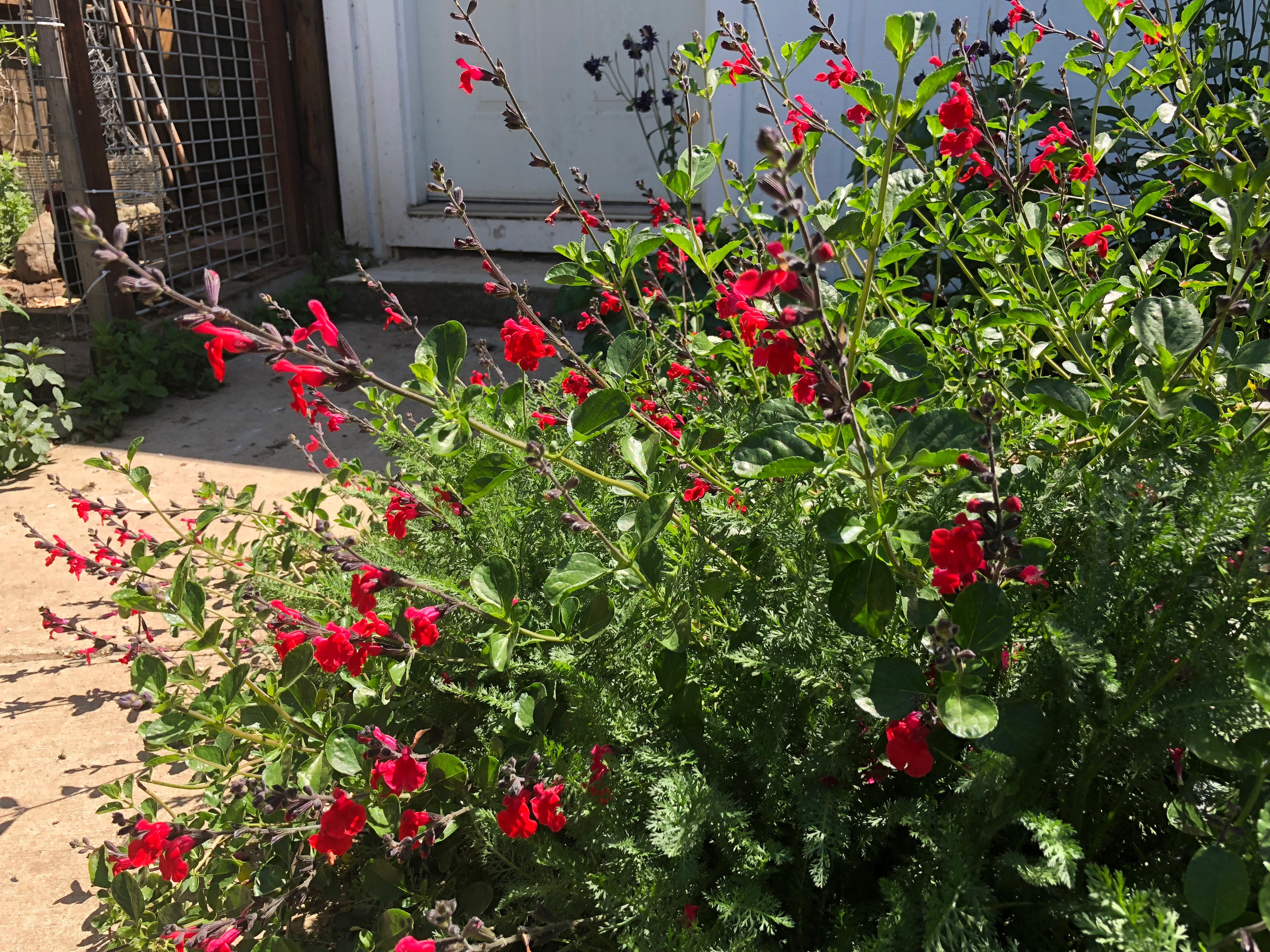 Salvia greggii Red Swing Seeds