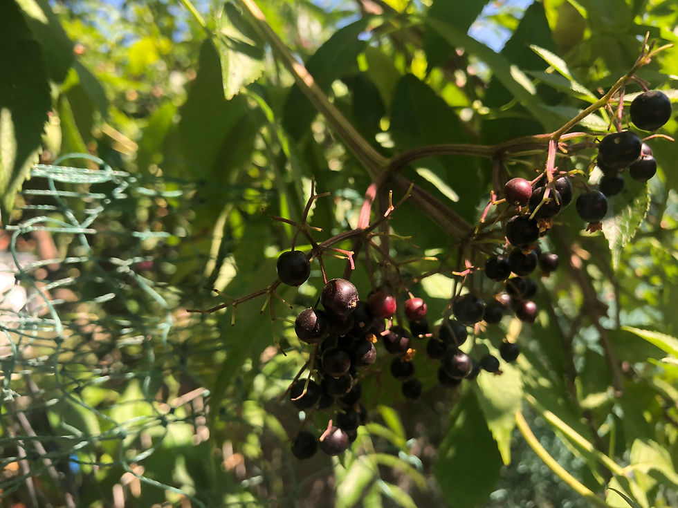 Thumbnail: Black Elderberry York Seeds