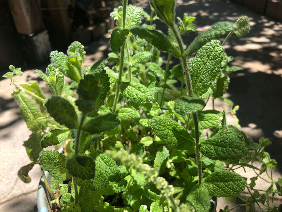 Thumbnail: Perennial Herb Variegated Pineapple Mint (Mentha suaveolens ‘Variegata') Seeds