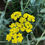 Thumbnail: Moonshine Yarrow Achillea x 'Moonshine'