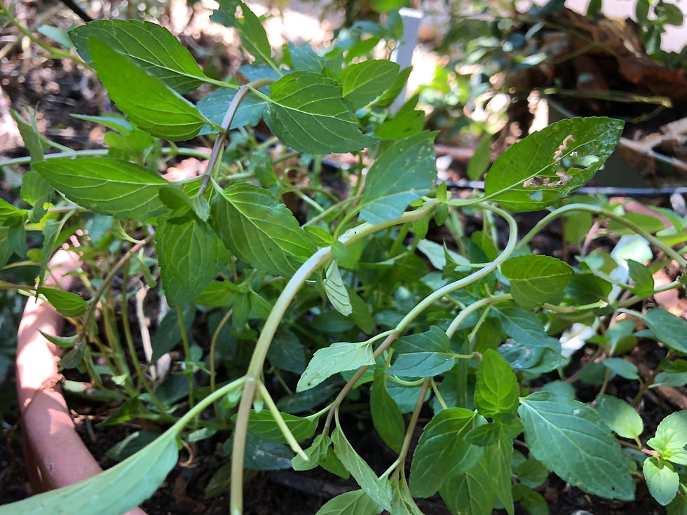 Thumbnail: Mentha piperita 'Chocolate Mint' Chocolate Mint