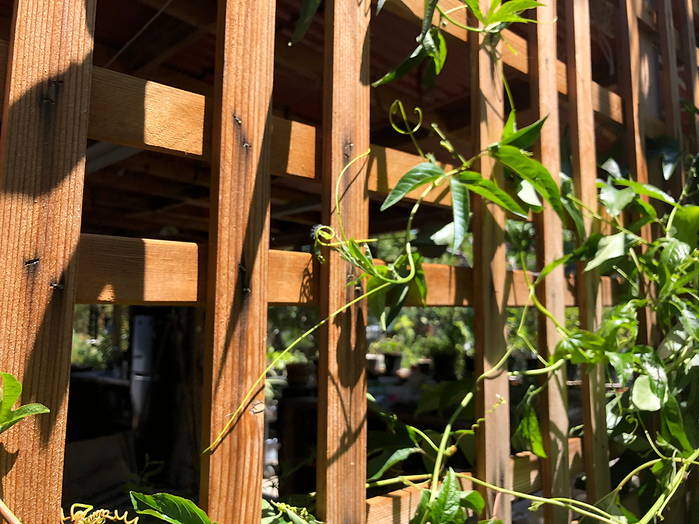 Thumbnail: Incense Inspiration Passion Flower