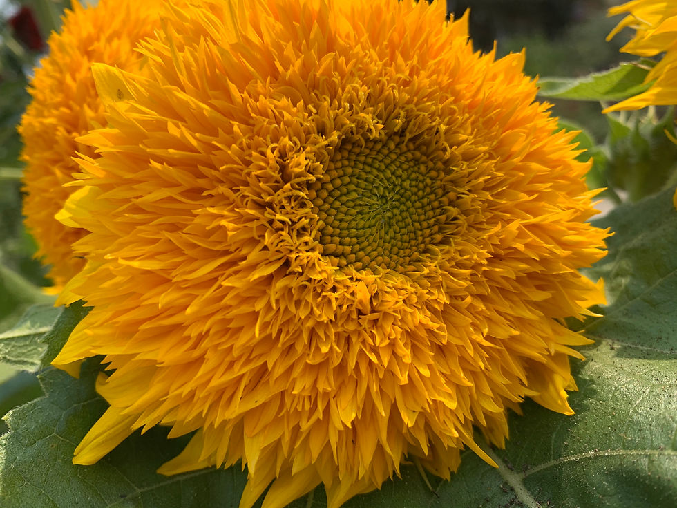 Thumbnail: Sunflower Teddy Bear Seeds