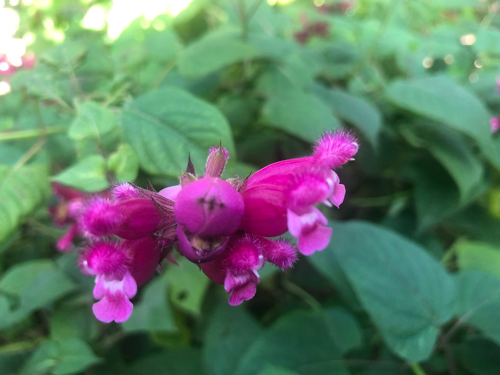 Thumbnail: Salvia involucrata Rosebud Salvia Plant