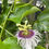 Thumbnail: Perennial Yellow Passion Fruit Passiflora edulis flavicarpa Qinmi #9 - 20 Seeds