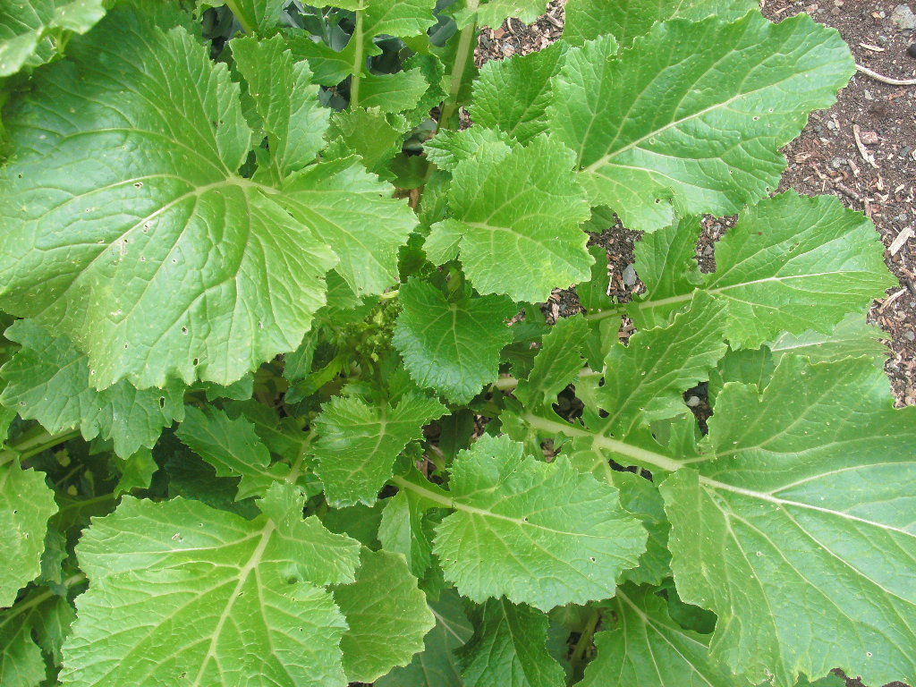 S079X01. Yu Choy Edible Flowering Rapa