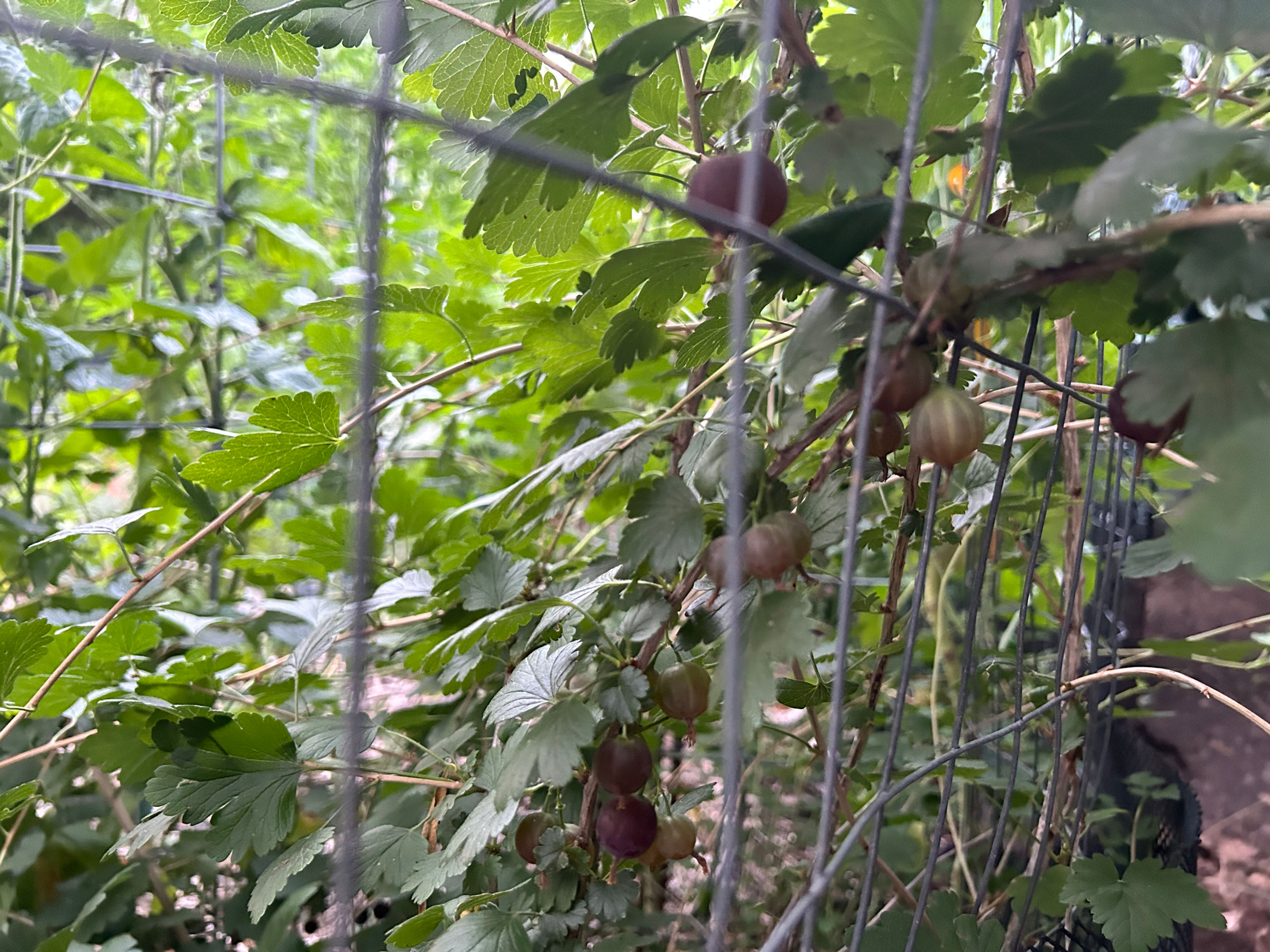 Perennial Hinnomaki Red Gooseberry