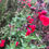 Thumbnail: Salvia greggii Furman's Red Starter Plant