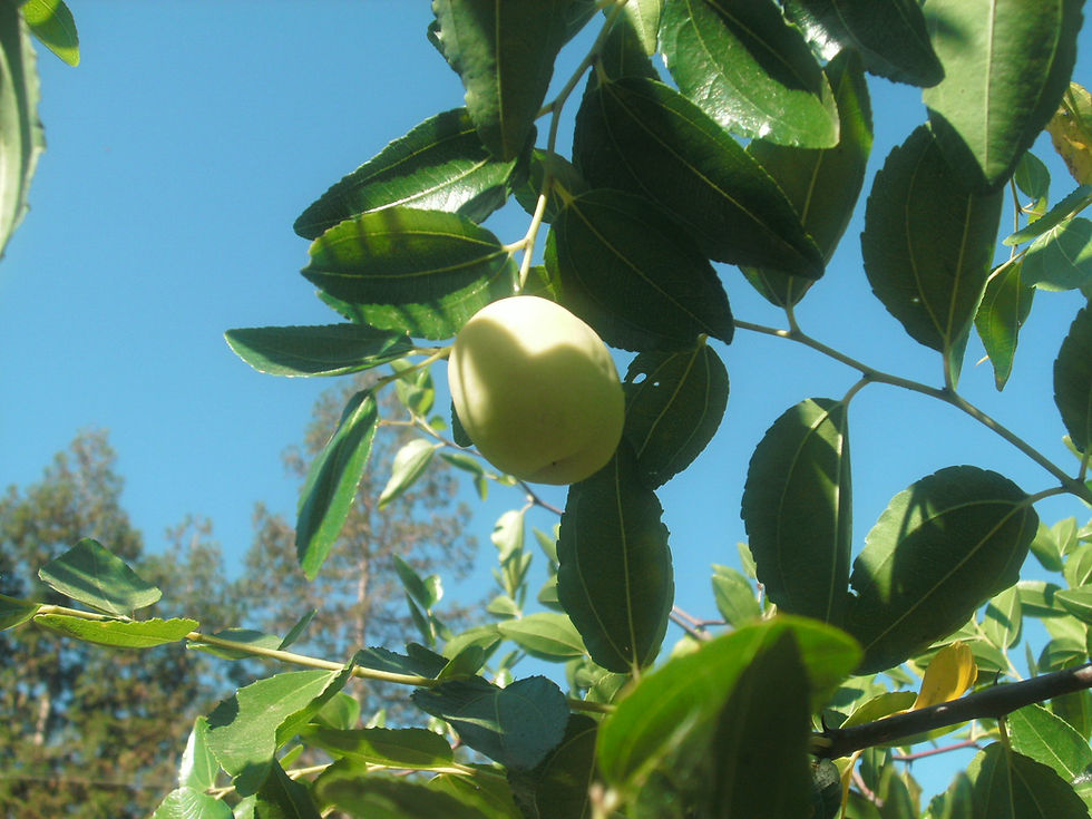 Thumbnail: Chinese Jujube (Li Variety) Tree