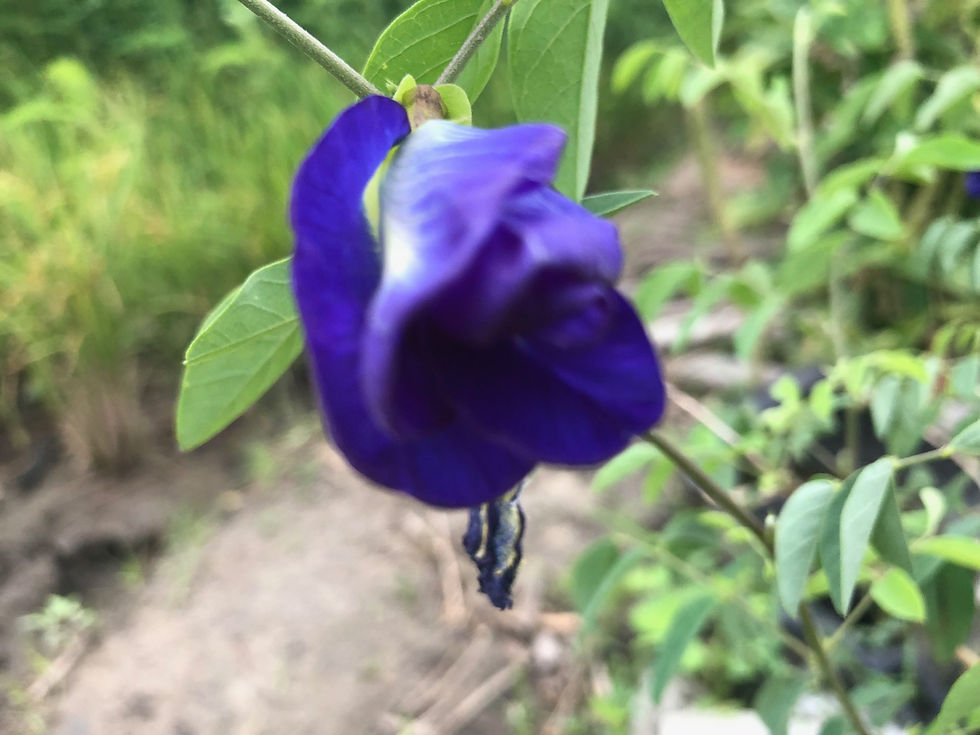 Thumbnail: Blue Butterfly Pea Vine (Clitoria ternatea) Seeds