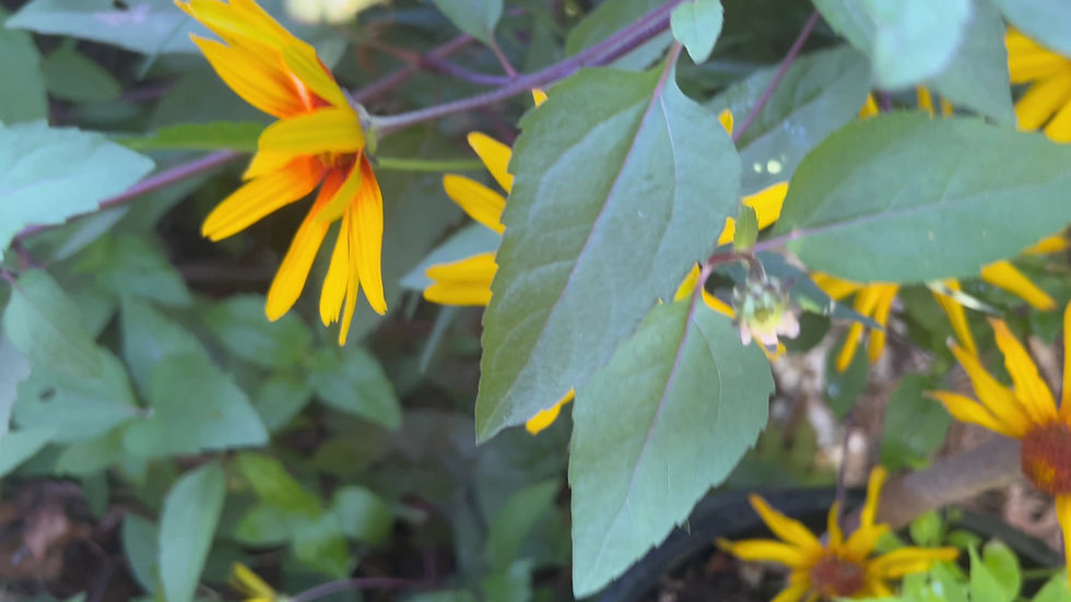 Thumbnail: False Sunflower Heliopsis H. Burning Heart