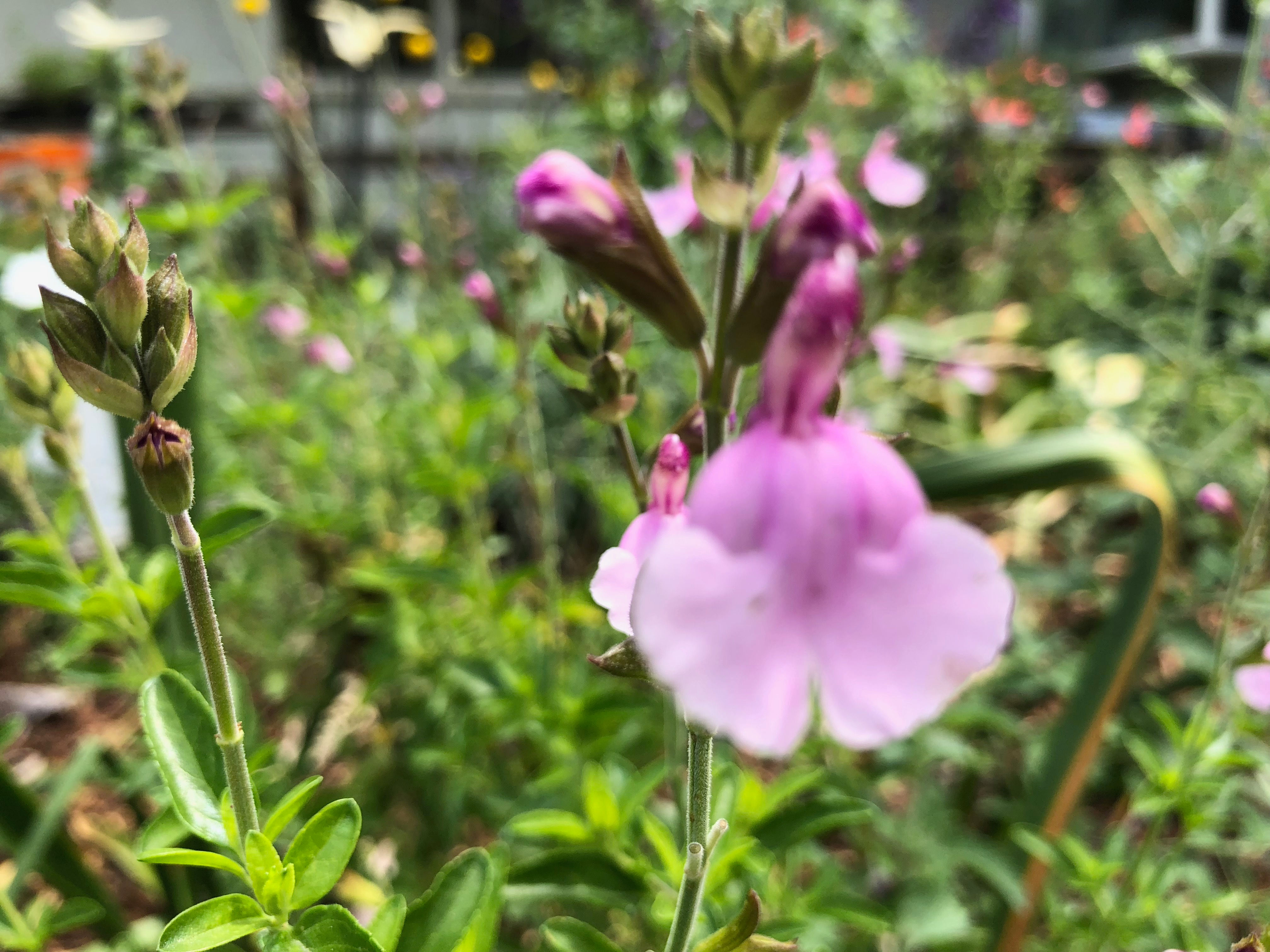 Salvia Greggii Playa Rosa Seeds