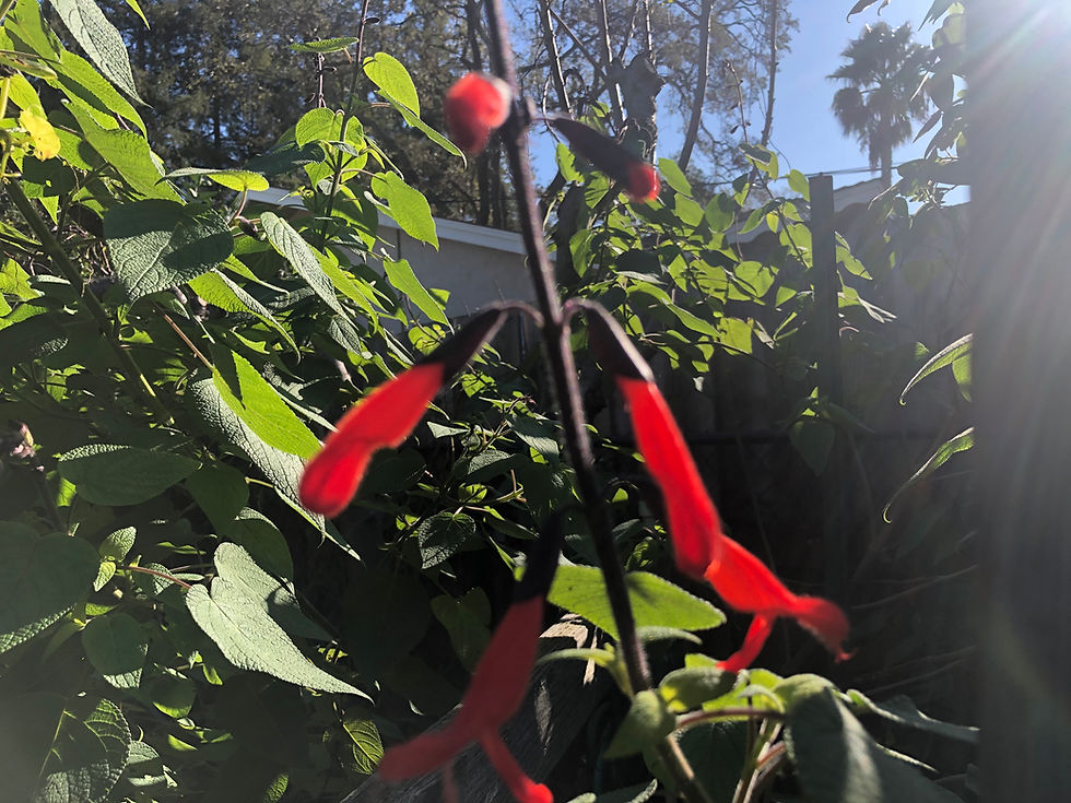 Thumbnail: Salvia gesneriiflora ‘Tequila Starter Plant