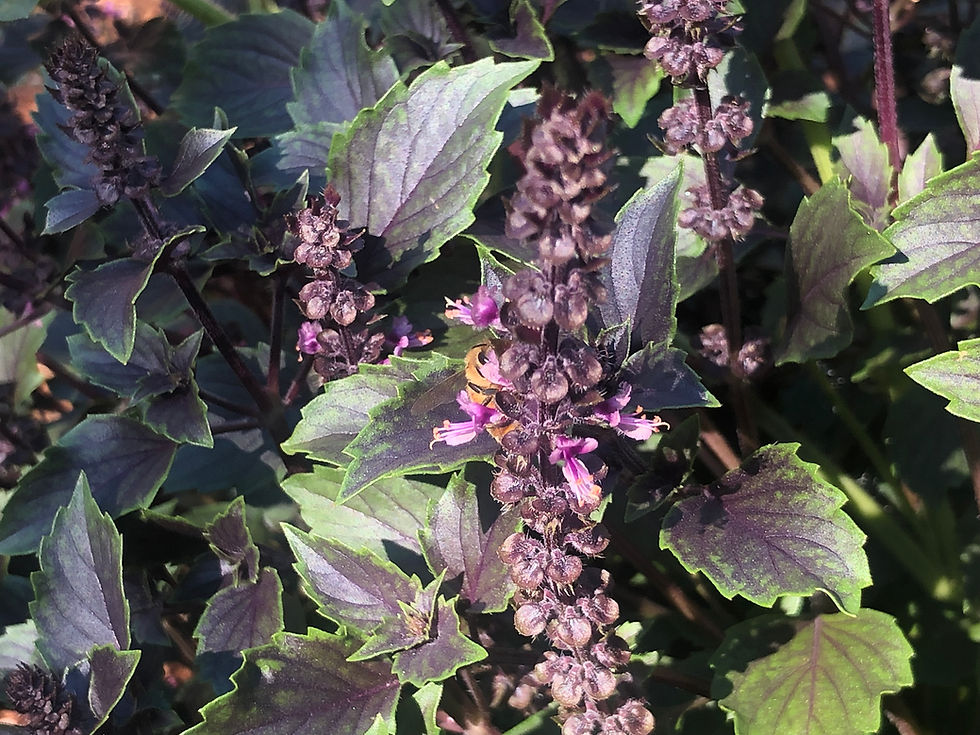 Thumbnail: Basil herbalea Wild Magic Starter Plant 10 Inch Starters Now AMAZING