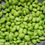 Thumbnail: Edamame Giant Soy Bean