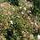 Thumbnail: Grayswood Pink Rock Rose Cistus Starter Plant
