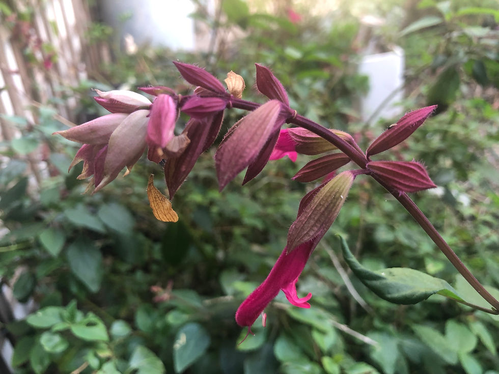 Thumbnail: Salvia Wendy's Wish Starter Plant