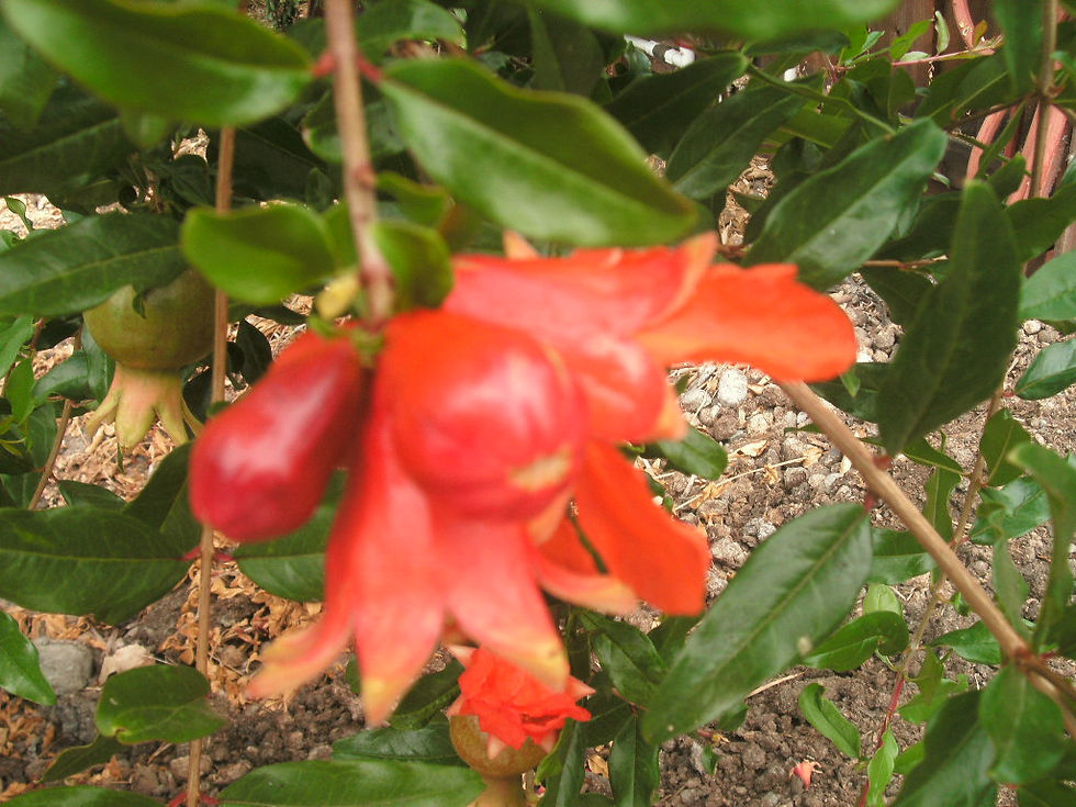 Thumbnail: Pomegranate Punica granatum