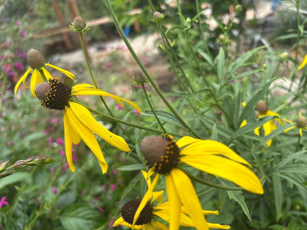 Thumbnail: Perennial Yellow Coneflower Ratibida Pinnata Flower