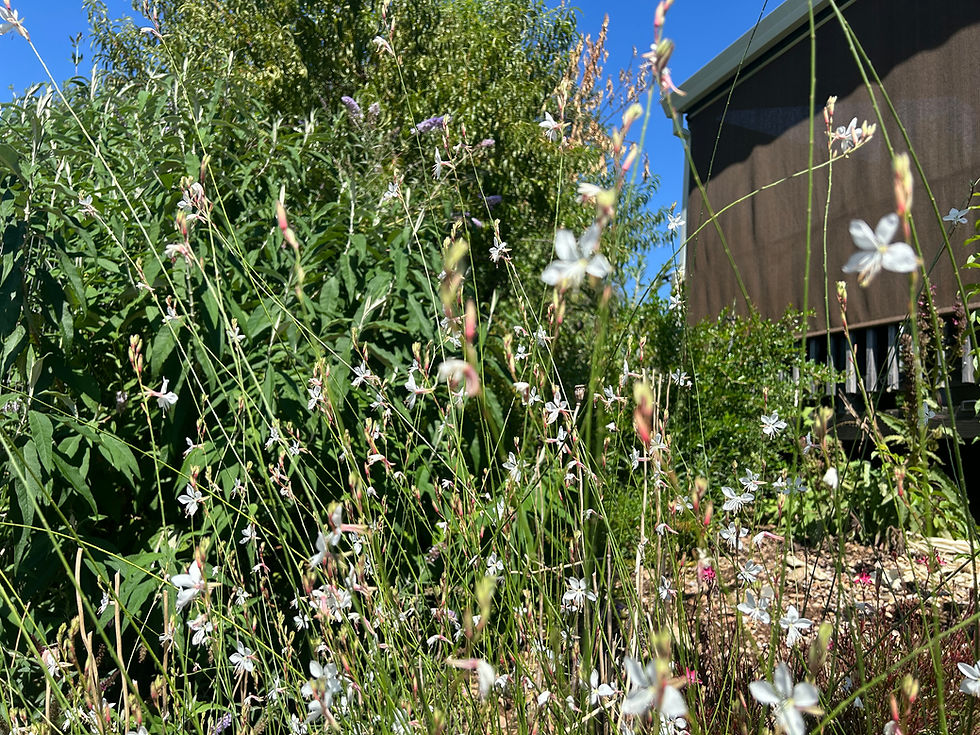 Thumbnail: Gaura lindheimeri Whirling Butterfly Starter Plant