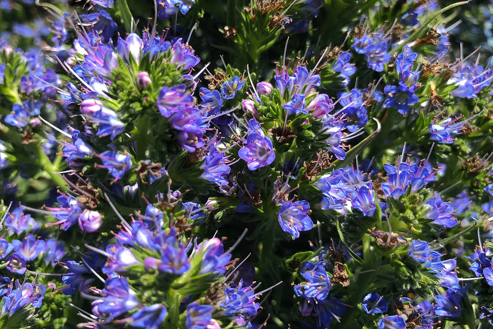 Echium fastuosum Pride of Madeira (3 Plants) theclayton