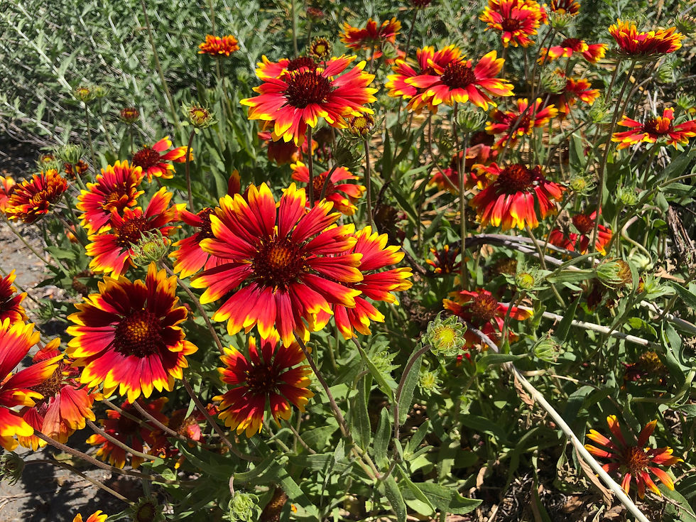 Thumbnail: Gailardia Mix Starter Plant