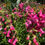 Thumbnail: Penstemon Cha Cha Hot Pink Seeds