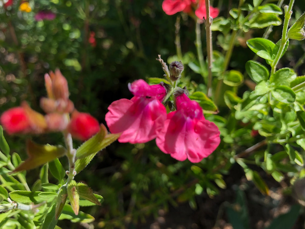 Thumbnail: Salvia Debbie's Rose Seeds