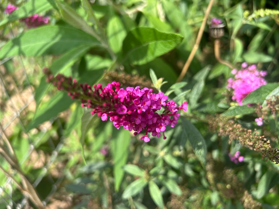Thumbnail: Perennial Buddleia davidii Butterfly Bush Buzz Hot Raspberry