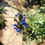 Thumbnail: Salvia uliginosa Bog Sage