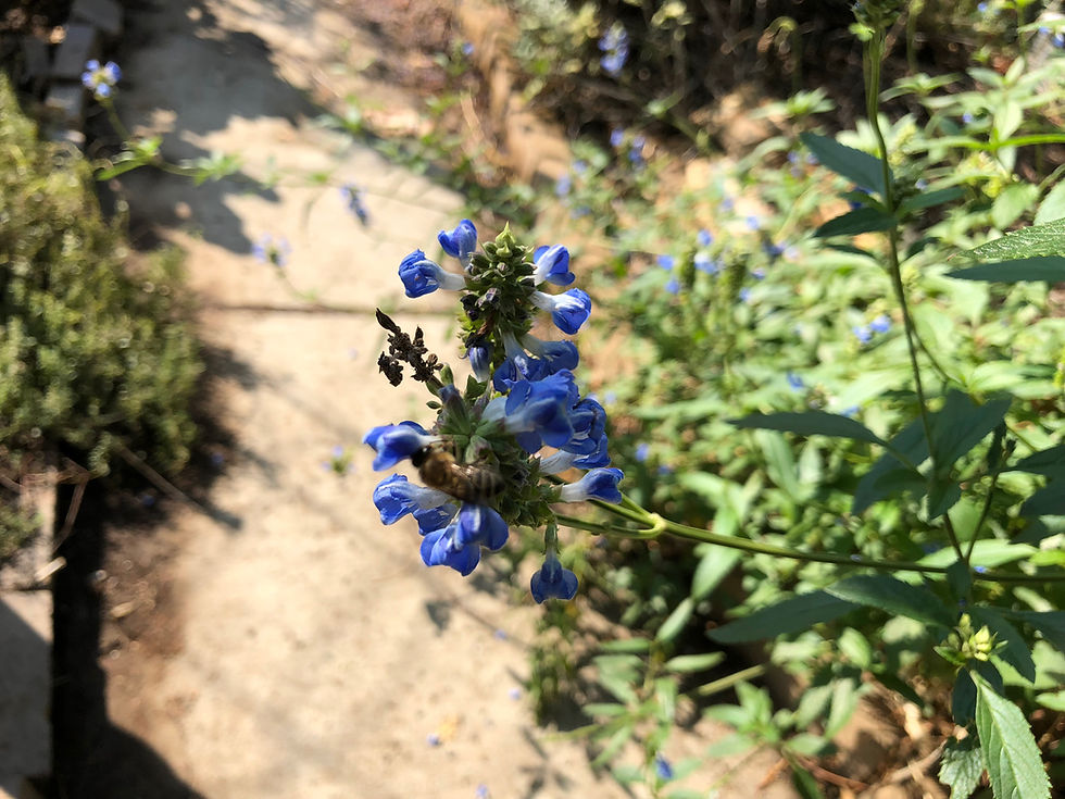 Thumbnail: Salvia uliginosa Bog Sage